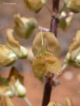 Image of Plumas lupine