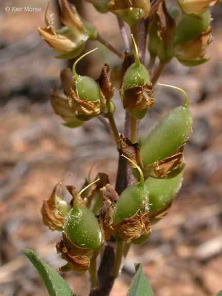Image of Plumas lupine