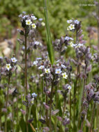 Imagem de Myosotis discolor Pers.