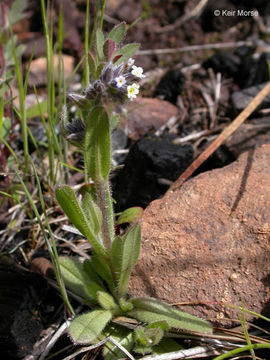 Image of changing forget-me-not