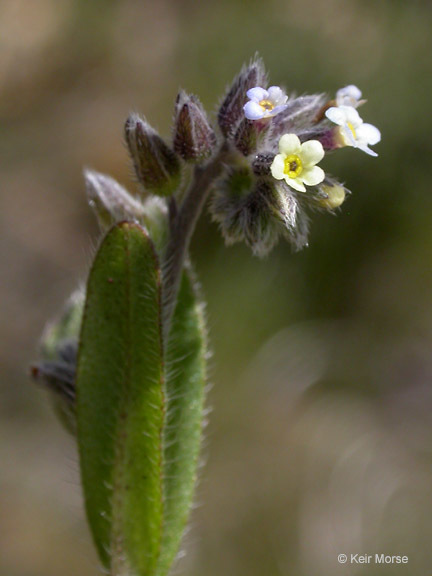 Imagem de Myosotis discolor Pers.