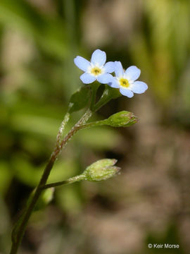 Image de Myosotis Cespiteux