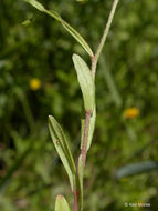 Image of Tufted Forget-Me-Not