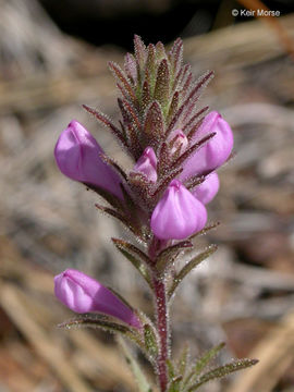 Image of rosy owl's-clover