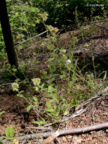 Phacelia mutabilis Greene的圖片