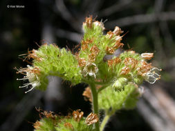 Phacelia mutabilis Greene的圖片