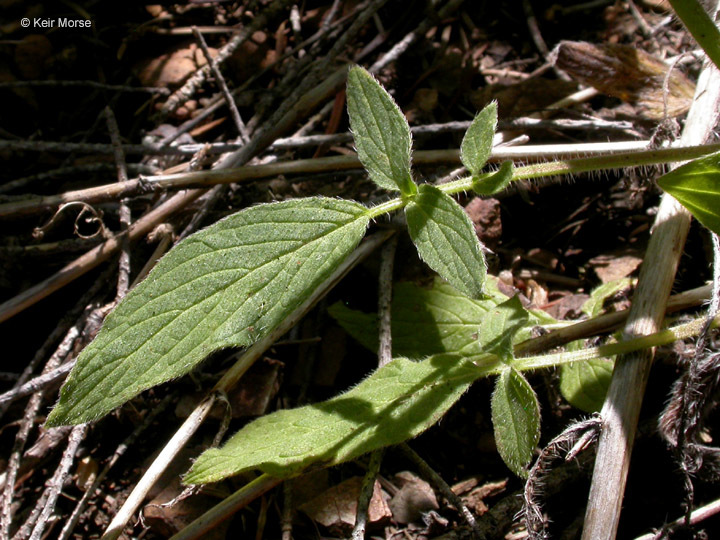 Phacelia mutabilis Greene的圖片