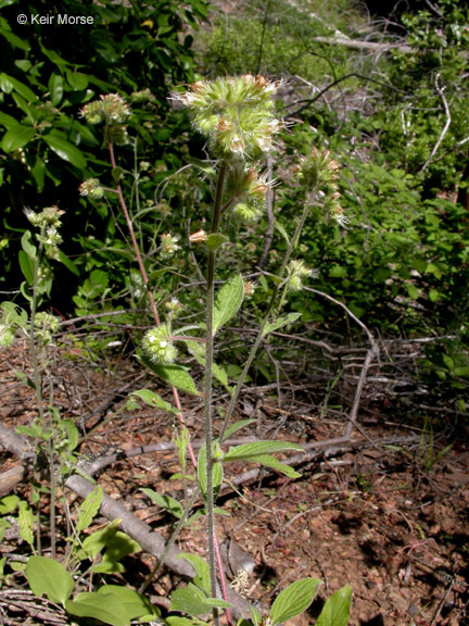 Phacelia mutabilis Greene的圖片