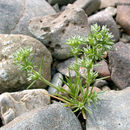 Image de <i>Scleranthus <i>annuus</i></i> ssp. annuus