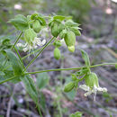 Silene campanulata subsp. glandulosa C. L. Hitchcock & Maguire resmi