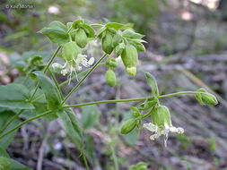 صورة Silene campanulata subsp. glandulosa C. L. Hitchcock & Maguire