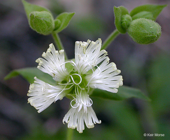 صورة Silene campanulata subsp. glandulosa C. L. Hitchcock & Maguire