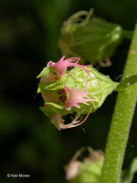 Image of Fragrant Fringecup