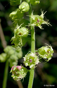 Imagem de Tellima grandiflora (Pursh) Douglas ex Lindley