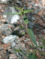 Image of Siskiyou bluecurls