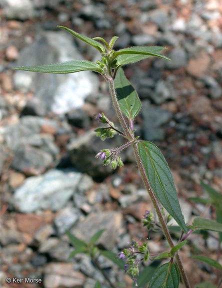 Image of Siskiyou bluecurls