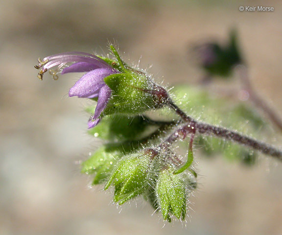 Trichostema simulatum Jeps. resmi