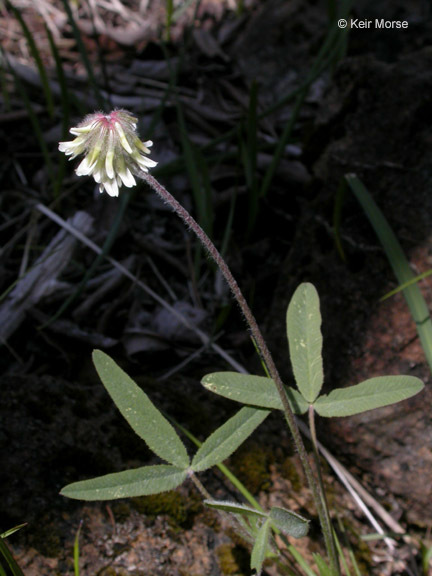 Trifolium eriocephalum subsp. eriocephalum resmi