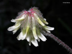 Image of woollyhead clover