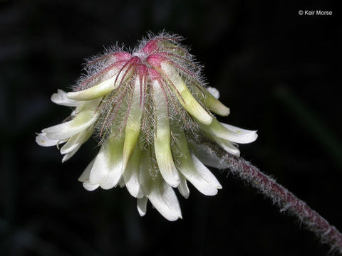 Trifolium eriocephalum subsp. eriocephalum resmi