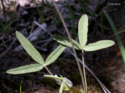 Trifolium eriocephalum subsp. eriocephalum resmi