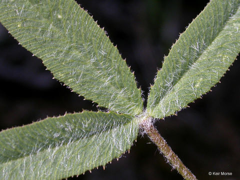 Trifolium eriocephalum subsp. eriocephalum resmi