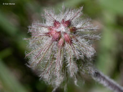 Image of woollyhead clover