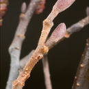 Image of European alder