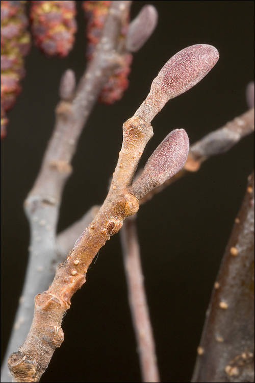 Image of European alder