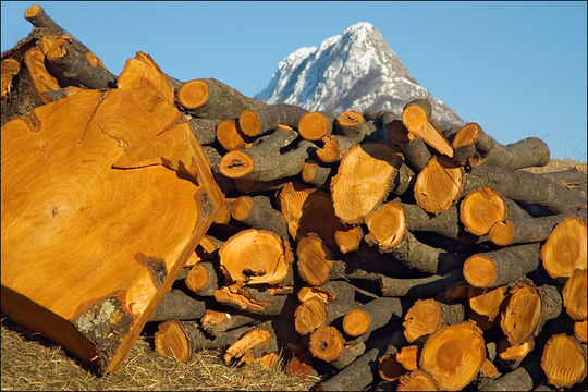 Image of European alder