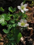 Image of Siskiyou false rue anemone