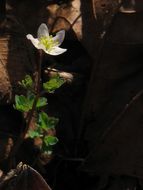 Image of Siskiyou false rue anemone