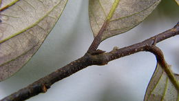 Sivun Licania nitida Hook. fil. kuva