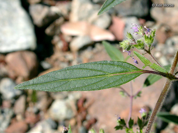 Image of Siskiyou bluecurls