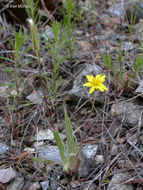 Plancia ëd Agoseris heterophylla (Nutt.) Greene