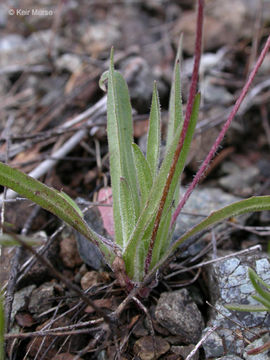 Plancia ëd Agoseris heterophylla (Nutt.) Greene