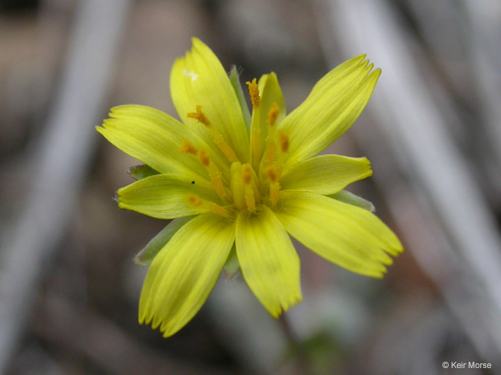 Image of annual agoseris