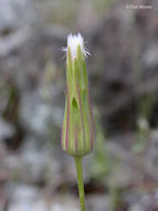 Plancia ëd Agoseris heterophylla (Nutt.) Greene