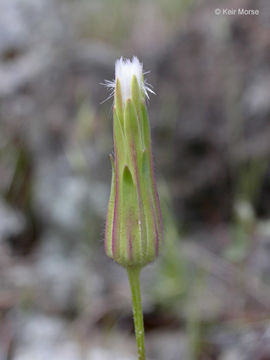 Image de Agoseris heterophylla (Nutt.) Greene