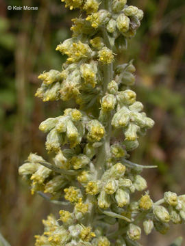 Image of Douglas' sagewort