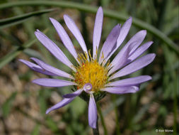 Imagem de Oreostemma alpigenum var. andersonii (A. Gray) G. L. Nesom