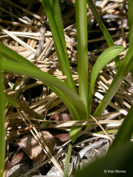 Image of tundra aster