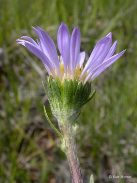 Image of tundra aster