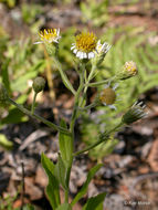 Image de Eurybia radulina (A. Gray) G. L. Nesom