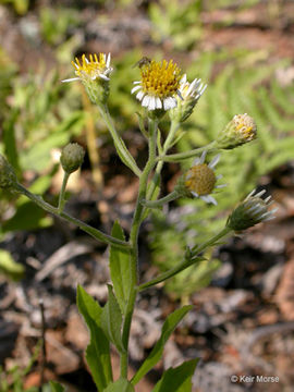 Image of roughleaf aster