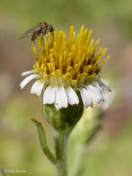 Image de Eurybia radulina (A. Gray) G. L. Nesom