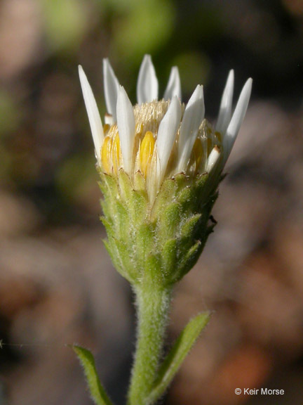 Plancia ëd Eurybia radulina (A. Gray) G. L. Nesom