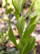 Image de Eurybia radulina (A. Gray) G. L. Nesom