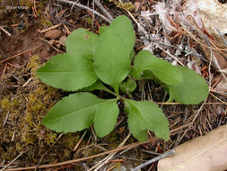 Image de Eurybia radulina (A. Gray) G. L. Nesom