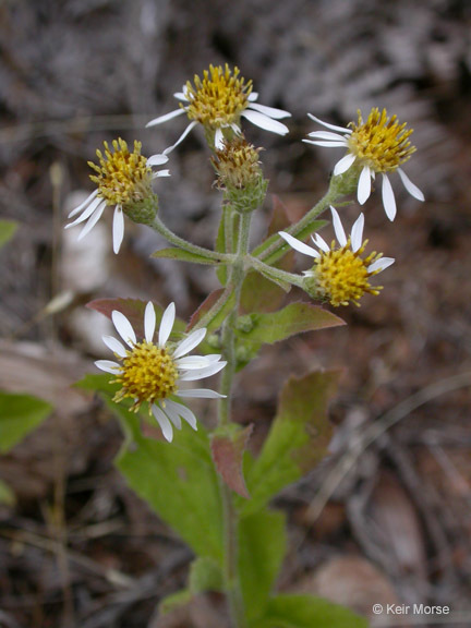 Image de Eurybia radulina (A. Gray) G. L. Nesom